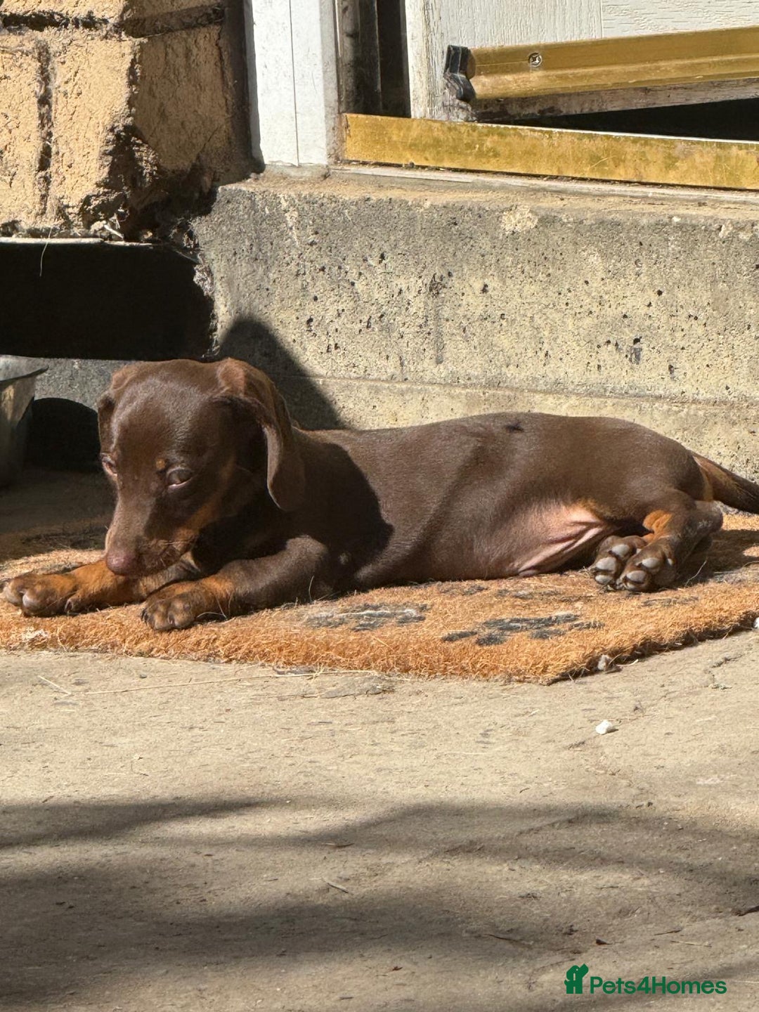 Dachshund dogs for sale: Coco is seeking his forever home  - Advert 5