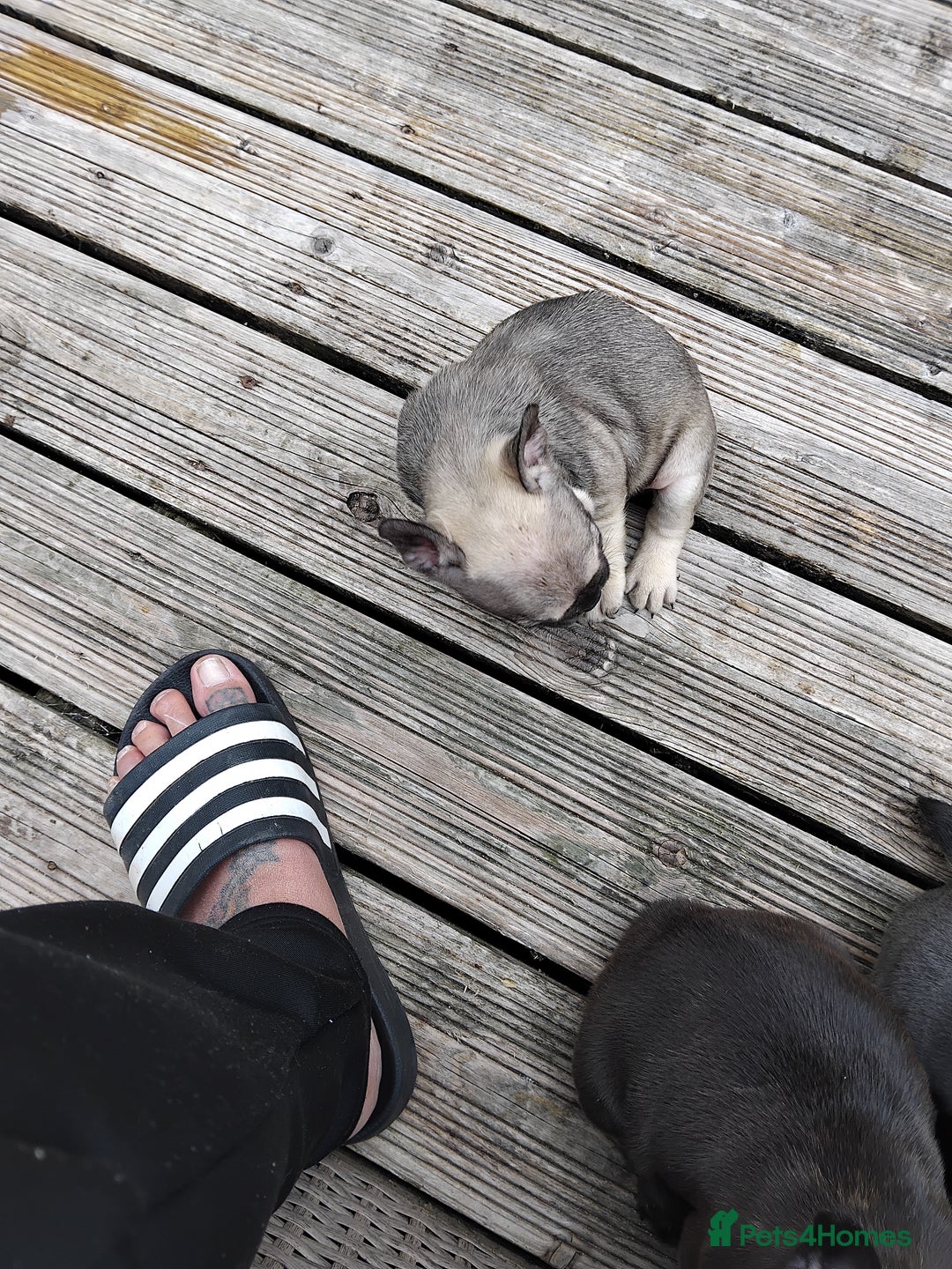 French Bulldog dogs for sale: French bulldogs puppys in Nottingham - Image 10
