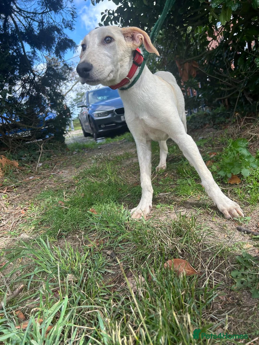 Mixed Breed dogs for adoption: Cheddar - Norwich Norfolk  - Image 12