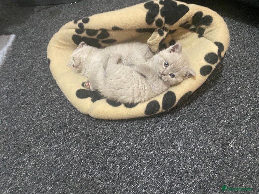 British Shorthair cats for sale: Stunning lilac BSH  - Image 37