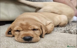 Labrador Retriever dogs for sale: Labrador Puppies red/yellow 26th Oct ready to leav - Image 35