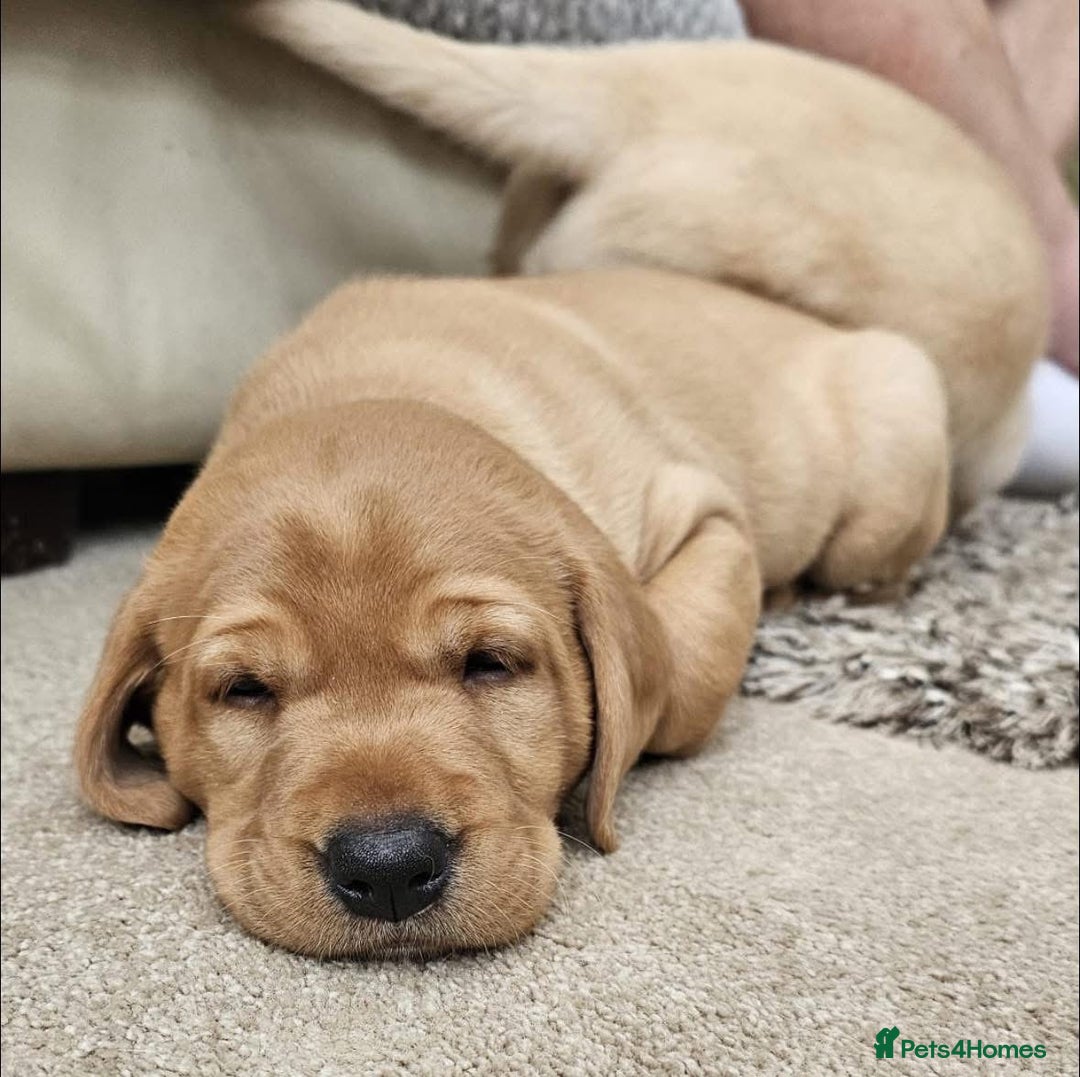 Labrador Retriever dogs for sale: Labrador Puppies red/yellow 26th Oct ready to leav - Image 35