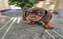 Dachshund dogs for sale: READY TO LEAVE Miniature dachshund puppies PRA CLR - Image 18