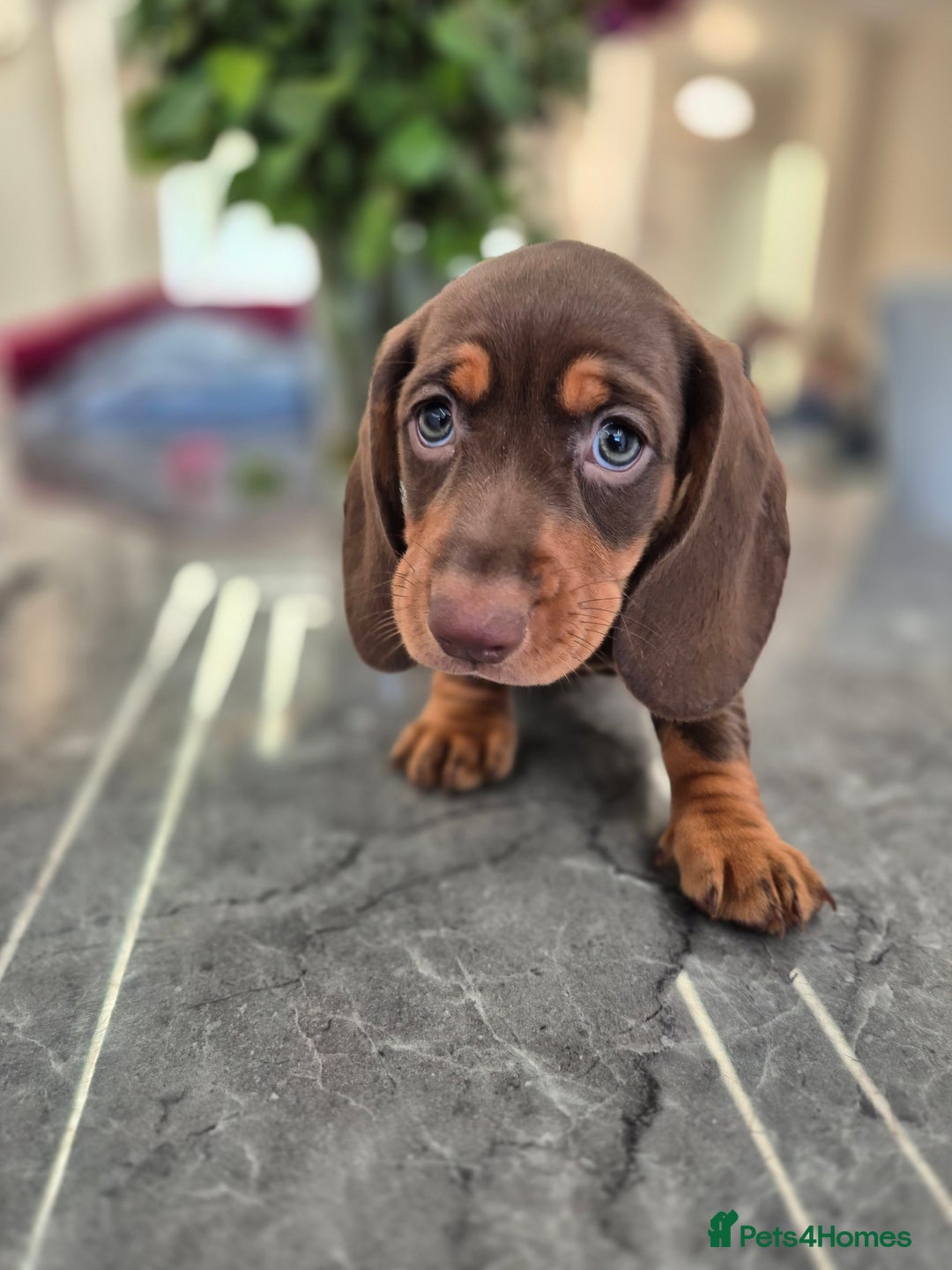 Dachshund dogs for sale: READY TO LEAVE Miniature dachshund puppies PRA CLR - Image 18