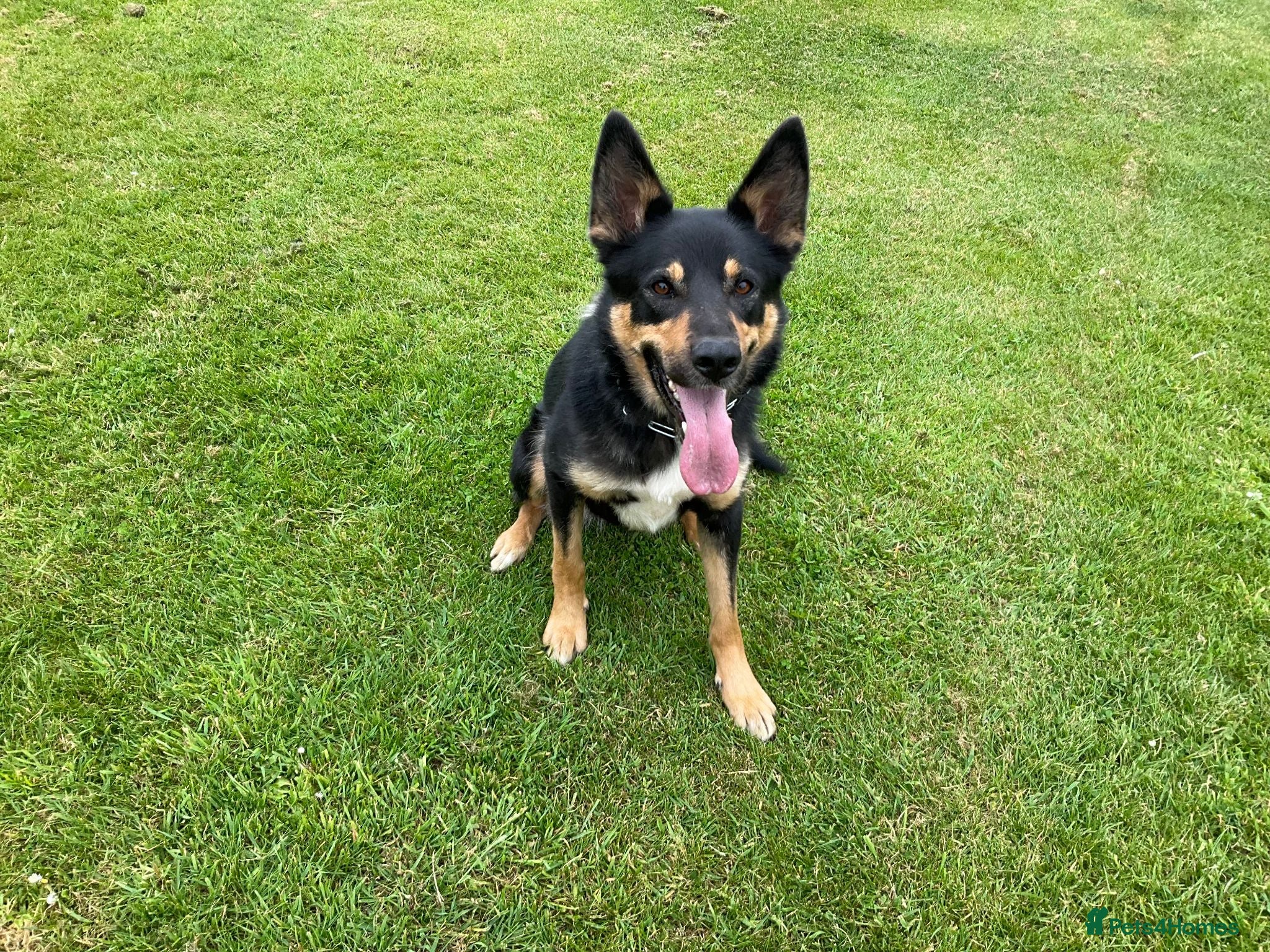 Mixed Breed dogs 🐾 Beautiful Shollie puppies - Advert 2