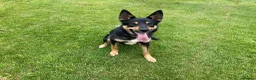 Mixed Breed dogs for sale: 🐾 Beautiful Shollie puppies - Advert 3