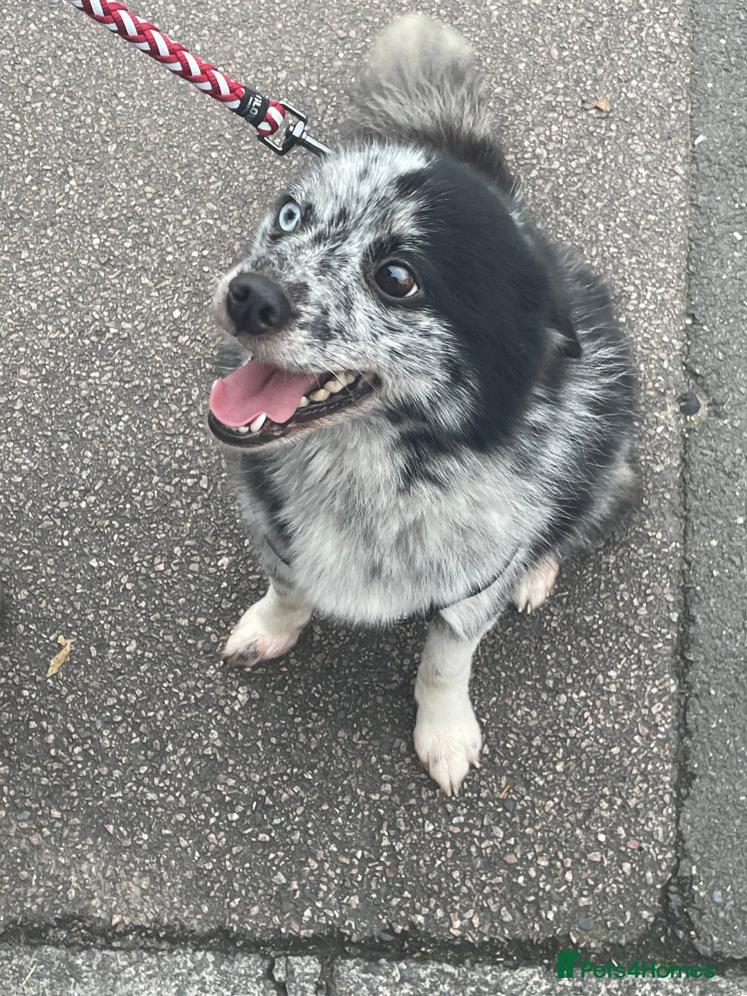 Pomsky dogs for sale: Urgent rehoming needed  - Advert 4