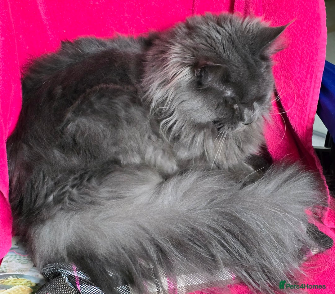 Maine Coon cats for sale: Maine Coon /Ragdoll Cross - Image 10