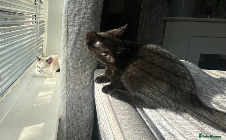 Domestic Shorthair cats - Advert 8