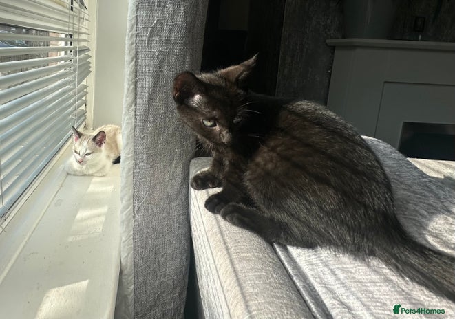 Domestic Shorthair cats - Advert 8