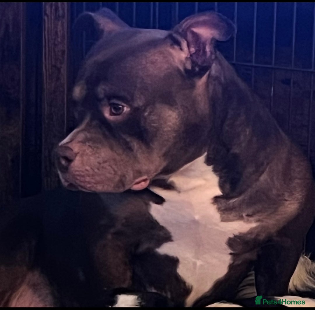 American Bully dogs for sale: Ready now! ABKC pocket bullies for sale.  - Advert 6