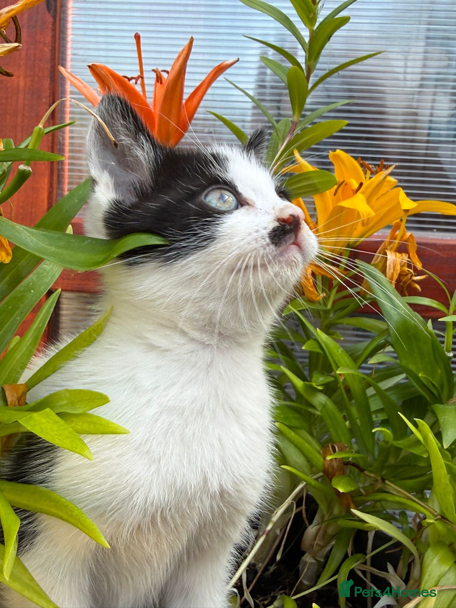 Mixed Breed cats Kittens 🐈‍⬛  - Advert 2