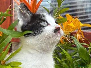 Mixed Breed cats Kittens 🐈⬛ - Advert 1