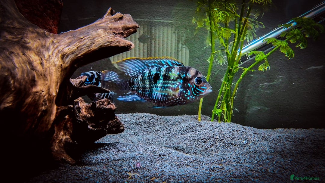 Cichlids fish for sale: Natural blue acaras and green terror for sale  - Image 4