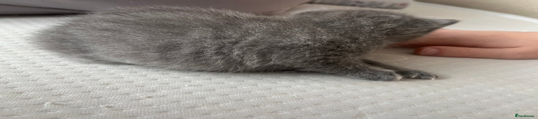 Mixed Breed Kitten 2