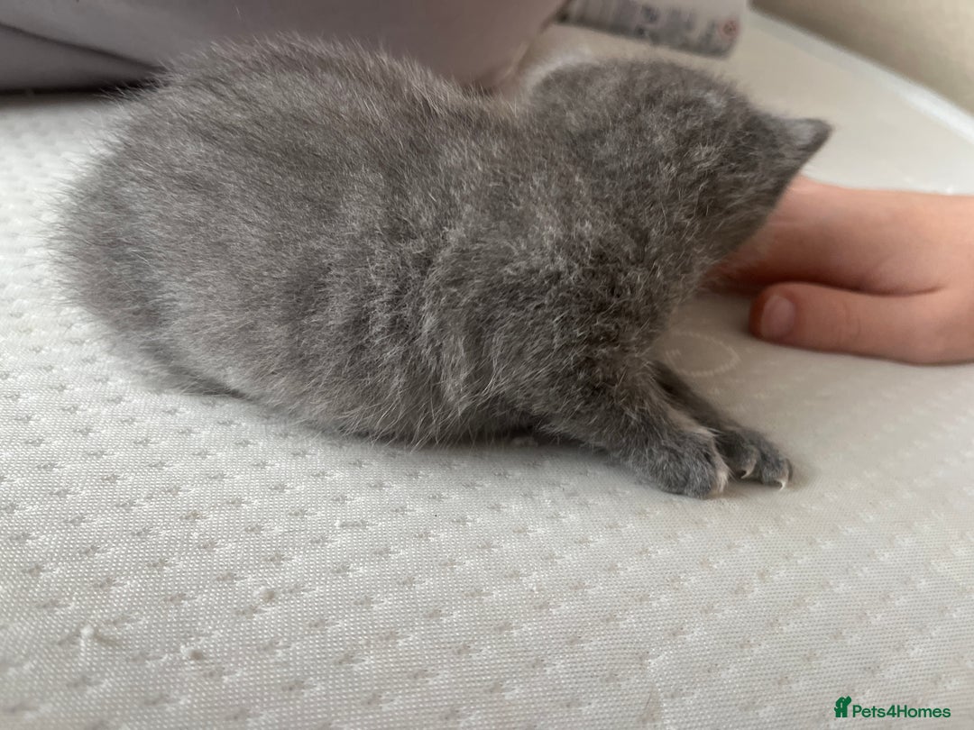 Mixed Breed cats for sale: Grey kittens  - Image 18
