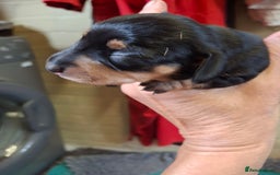 Dachshund dogs for sale: 4 exceptional smooth haired  dachshund mini pups  - Image 10