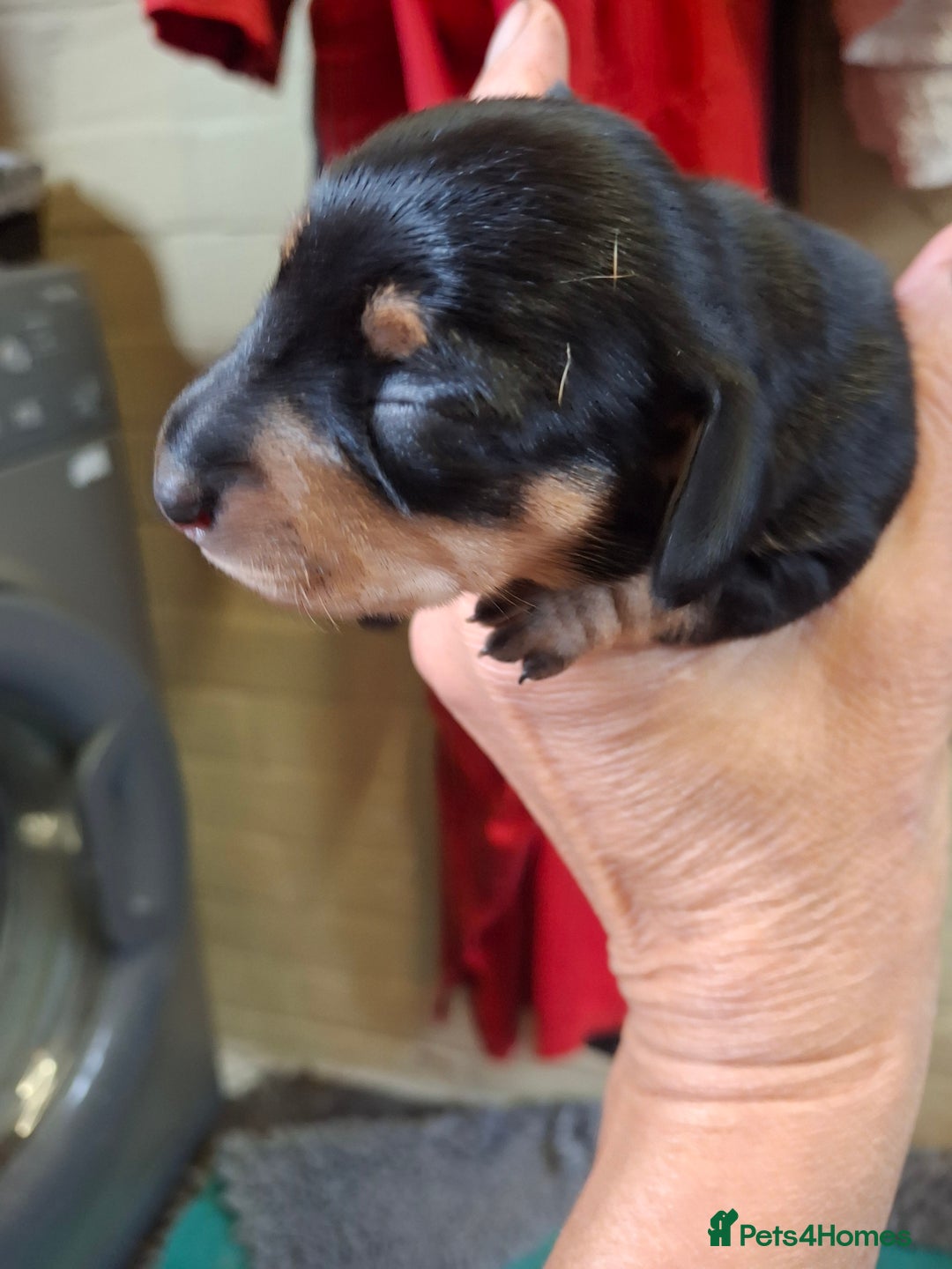 Dachshund dogs for sale: 4 exceptional smooth haired  dachshund mini pups  - Image 10