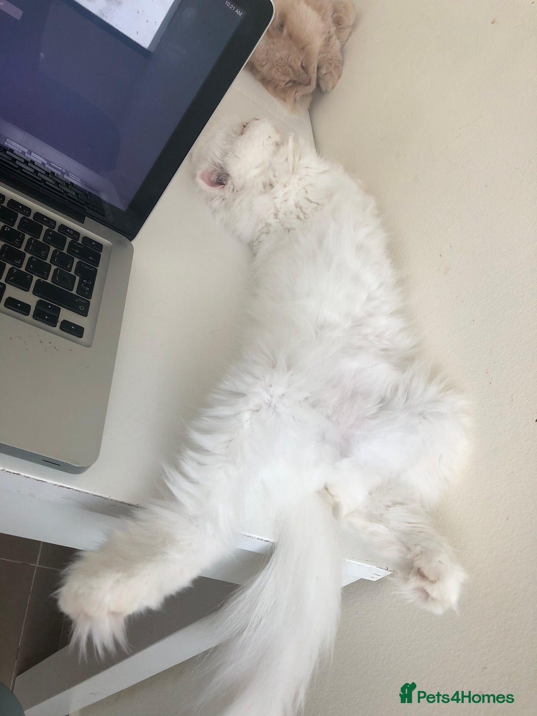 Mixed Breed cats for adoption: BLANCO ! ADORABLE AFFECTIONATE KITTEN NEUTERED - Image 2