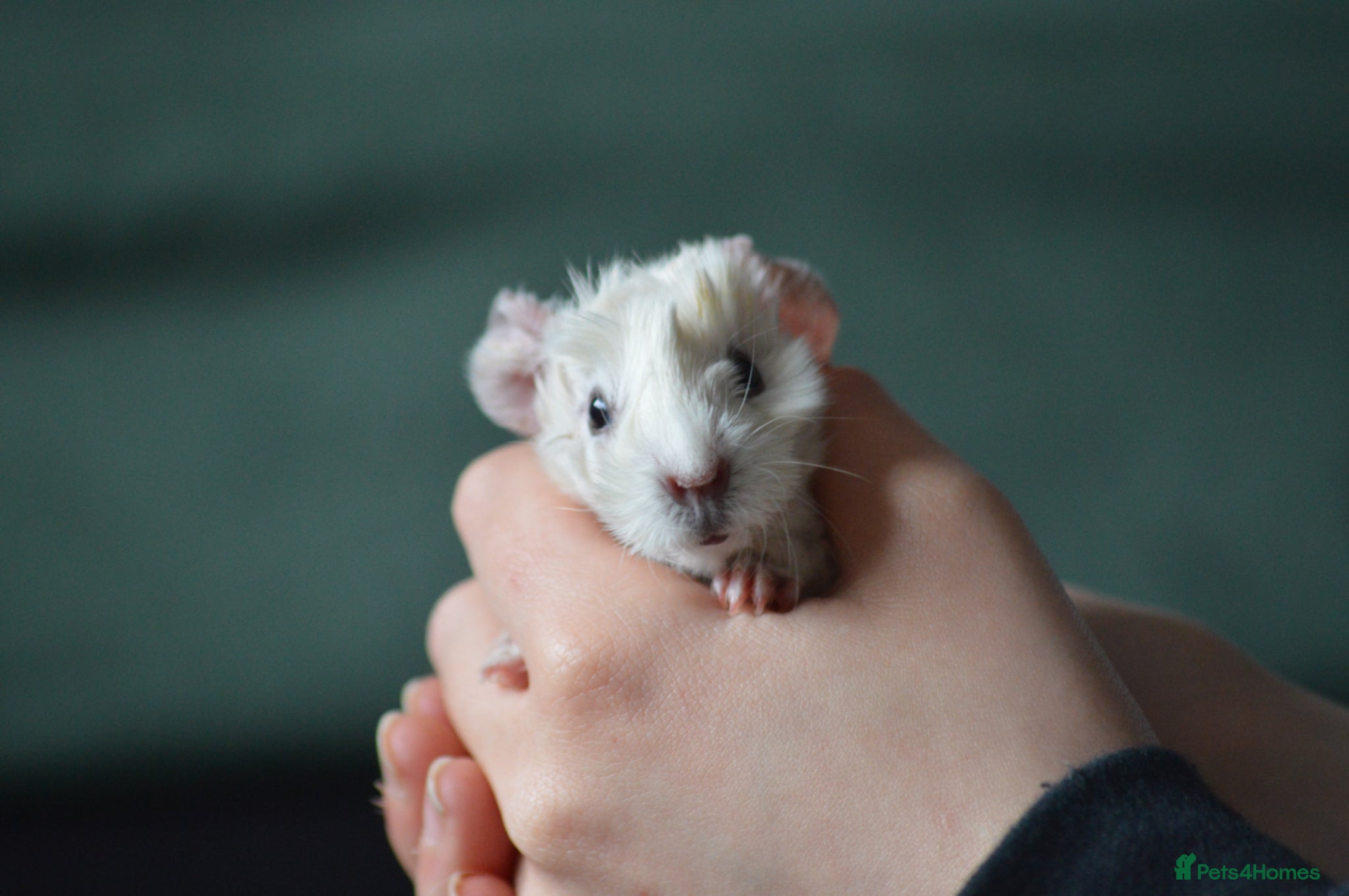 Guinea Pig rodents for sale: Male guinea pigs  - Advert 2