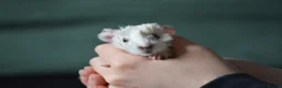 Guinea Pig rodents for sale: Male guinea pigs  - Advert 1