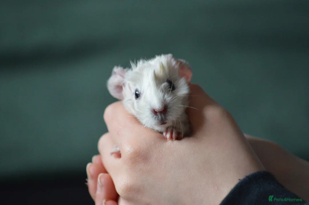 Guinea Pig rodents for sale: Male guinea pigs  - Advert 1