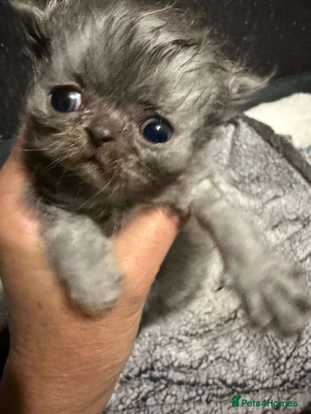 Persian cats for sale: 4 stunning persian kittens  - Image 4