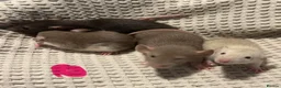 Rat rodents for sale: Baby dumbo rats for sale  - Advert 7