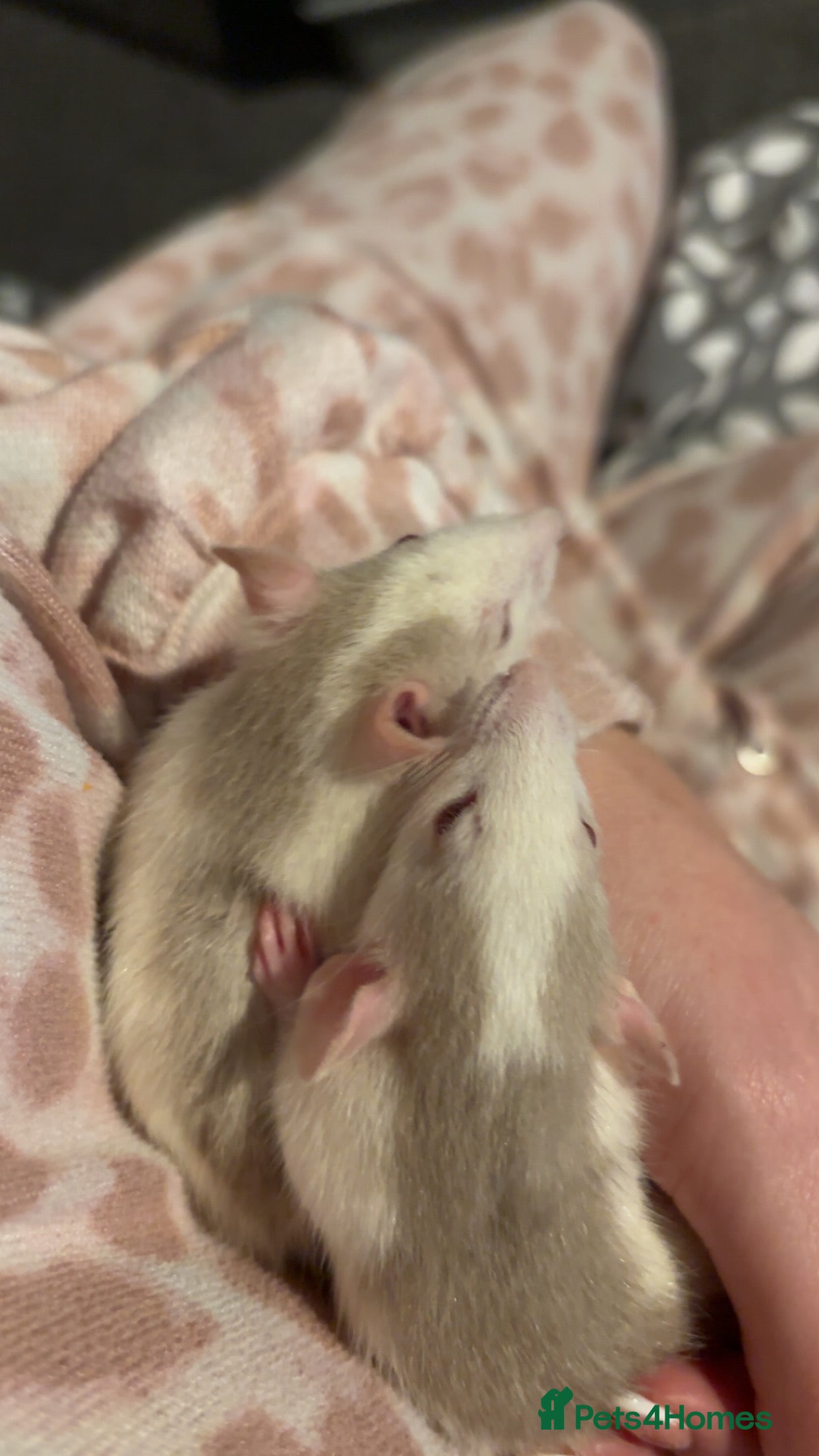 Rat rodents Fancy/dumbo rats in Rotherham - Advert 3