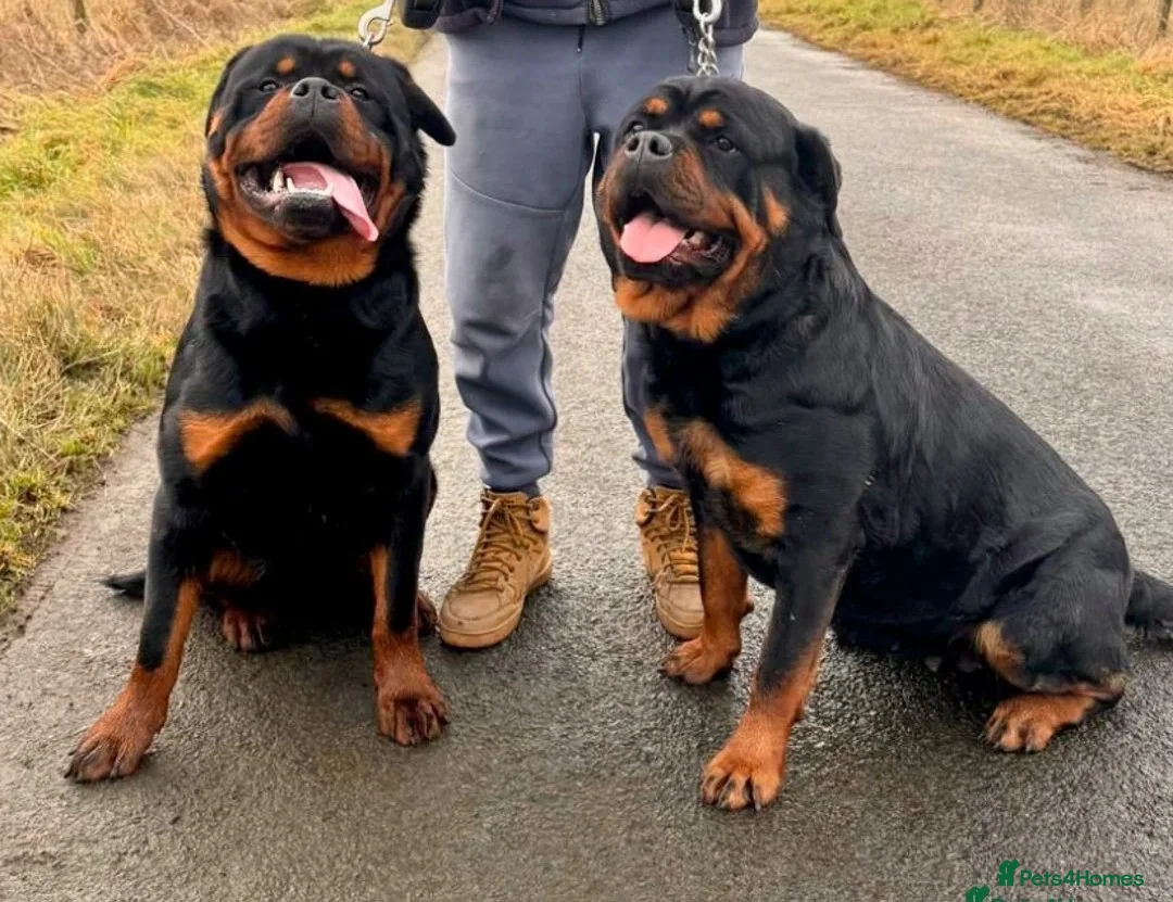 Rottweiler dogs for sale: Quality KC registered Rottweiler Puppies  - Advert 3