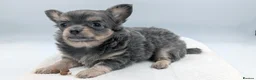 Chihuahua dogs for sale: Kennel Club Longhaired Chihuahua Puppies Blue KC in Colne - Advert 7