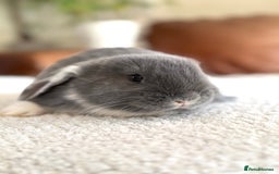 French Lop rabbits for sale: RESERVATIONS OPEN - Beautiful Baby French Lops - Image 17