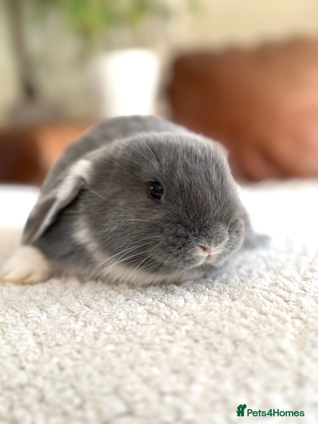 French Lop rabbits for sale: RESERVATIONS OPEN - Beautiful Baby French Lops - Image 17