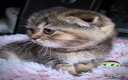 Scottish Fold cats for sale: 💙🩷LAST 2 SCOTTISH KITTENS ✅️TICA reg - Image 18