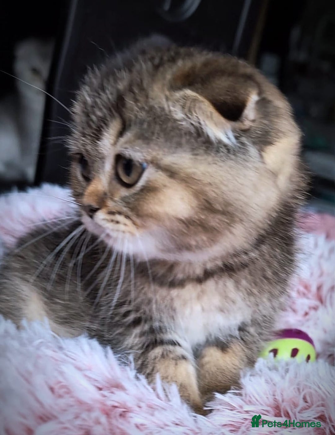 Scottish Fold cats for sale: 💙🩷LAST 2 SCOTTISH KITTENS ✅️TICA reg - Image 18