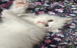 Persian cats for sale: Pure Persian baby's looking lovely home   - Image 5