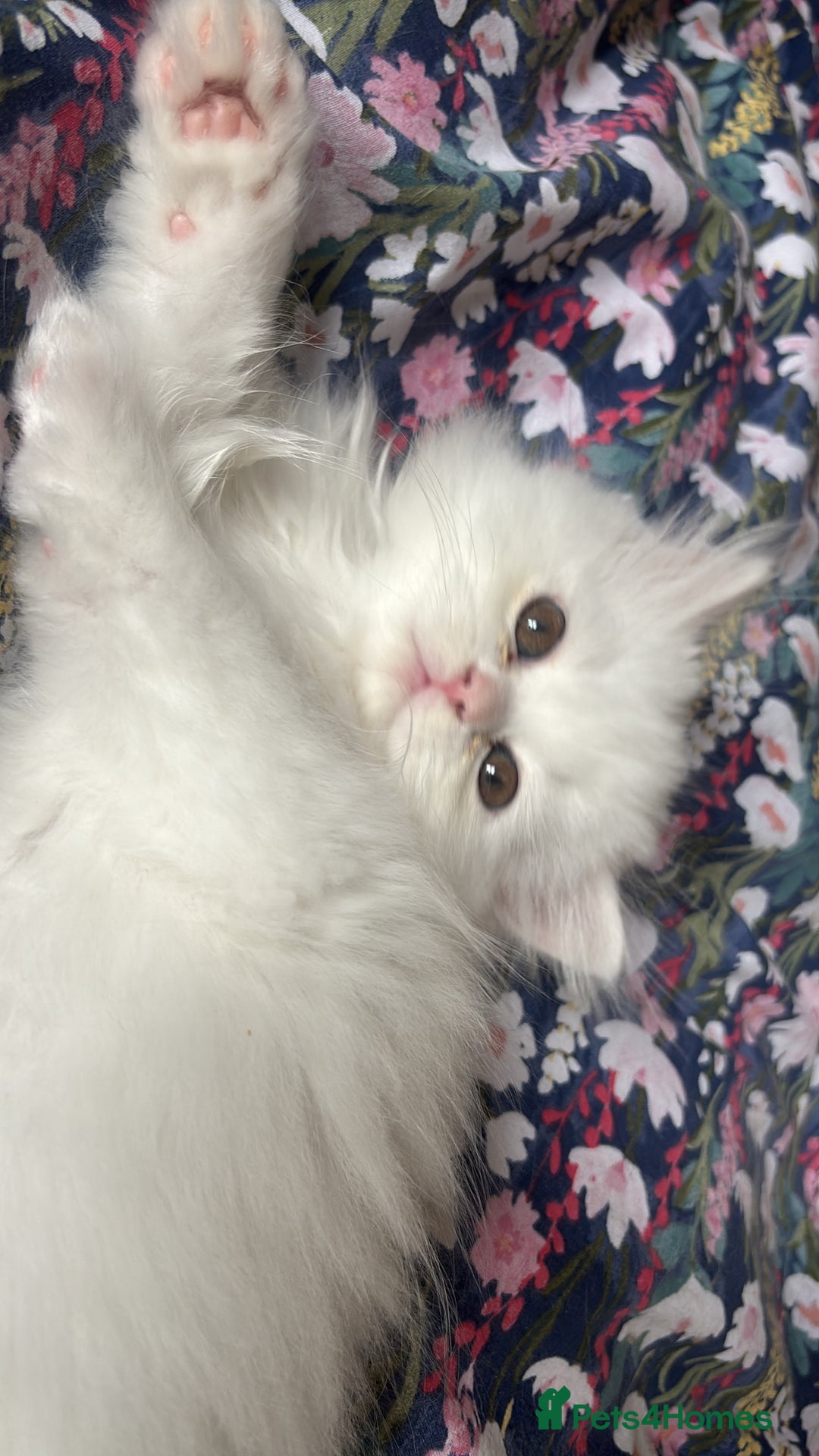 Persian cats for sale: Pure Persian baby's looking lovely home   - Image 5