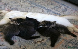 Ragdoll cats for sale: Beautiful Ragdoll x Norwegian forest cross kittens - Image 17