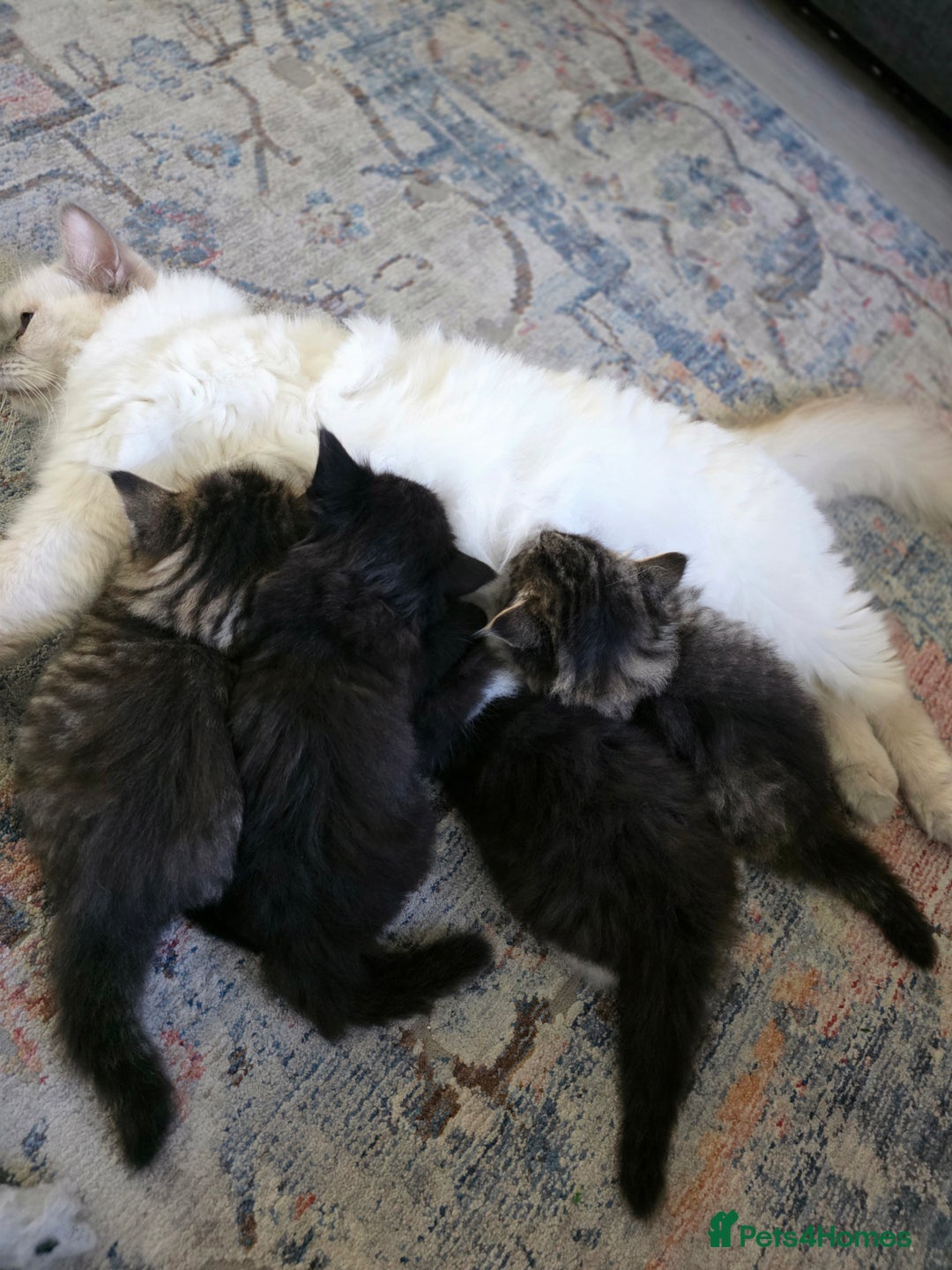 Ragdoll cats for sale: Beautiful Ragdoll x Norwegian forest cross kittens - Image 17