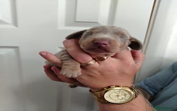 Miniature Dachshund dogs for sale: 3 beautiful minature dachshunds - Image 4