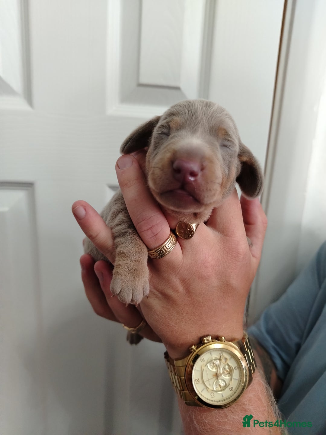 Miniature Dachshund dogs for sale: 3 beautiful minature dachshunds - Image 4