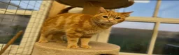 Mixed Breed cats for sale:  Gorgeous Tiger Pattern Mackerel Tabbies - Advert 16