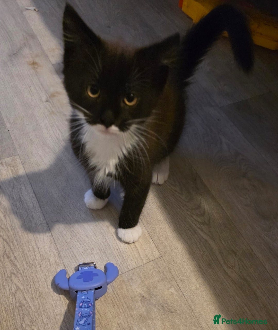 British Longhair cats for sale: 2 female kittens,nearly 4 months old - Image 6