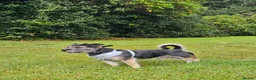 Mixed Breed dogs for sale: Lovable Parson Russell Terrier for Rehoming - Advert 2