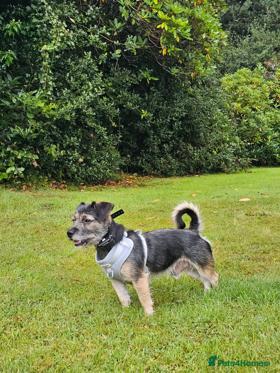 Mixed Breed dogs for sale: Lovable Parson Russell Terrier for Rehoming - Advert 2