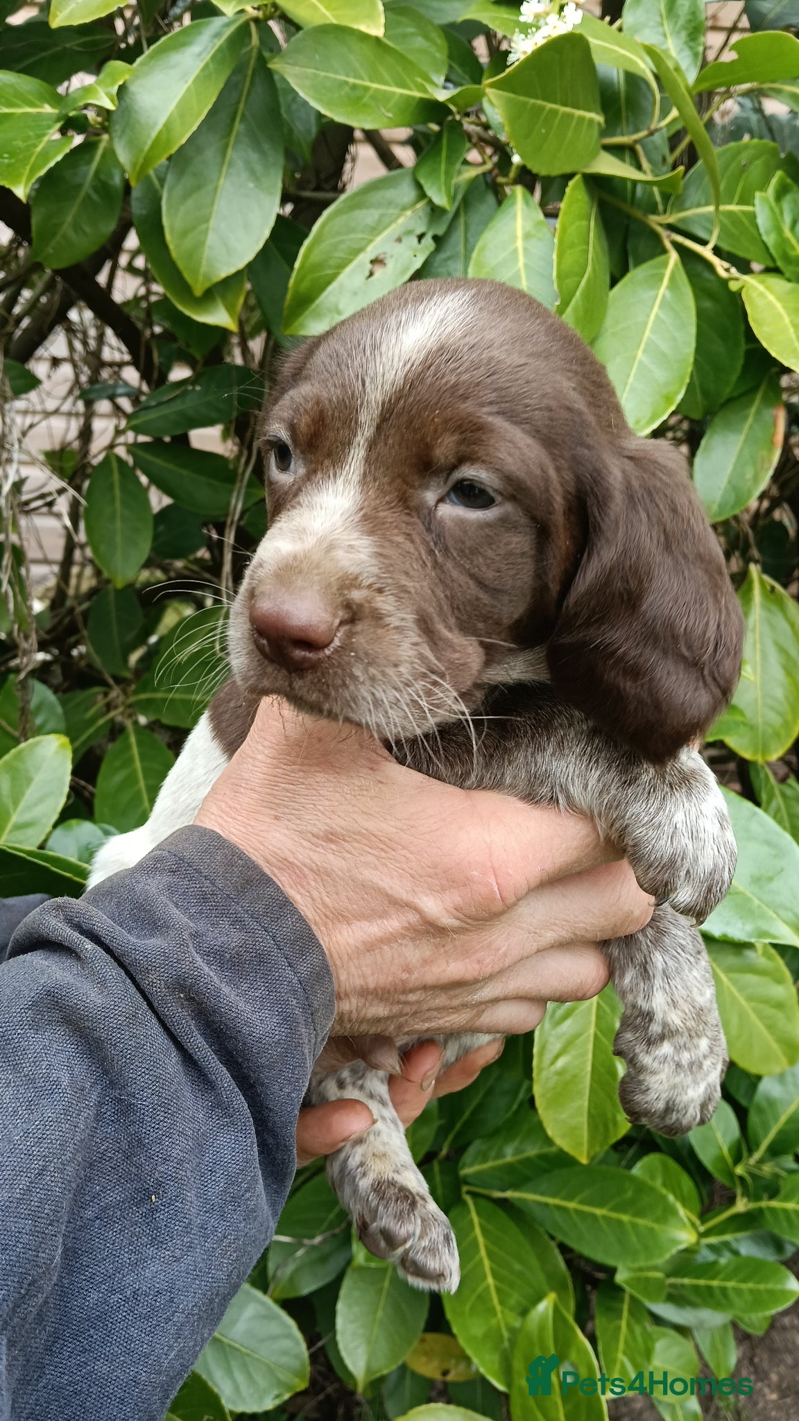 Pointer dogs HPR Puppies - Friendly ready Soon - Advert 1