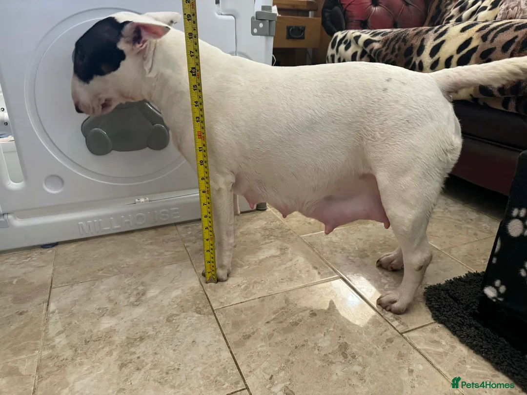 English Bull Terrier dogs for sale: KC Registered Puppies - Advert 4