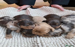 Cockapoo dogs for sale: Beautiful Merle F1 Cockerpoo Pups - Image 8