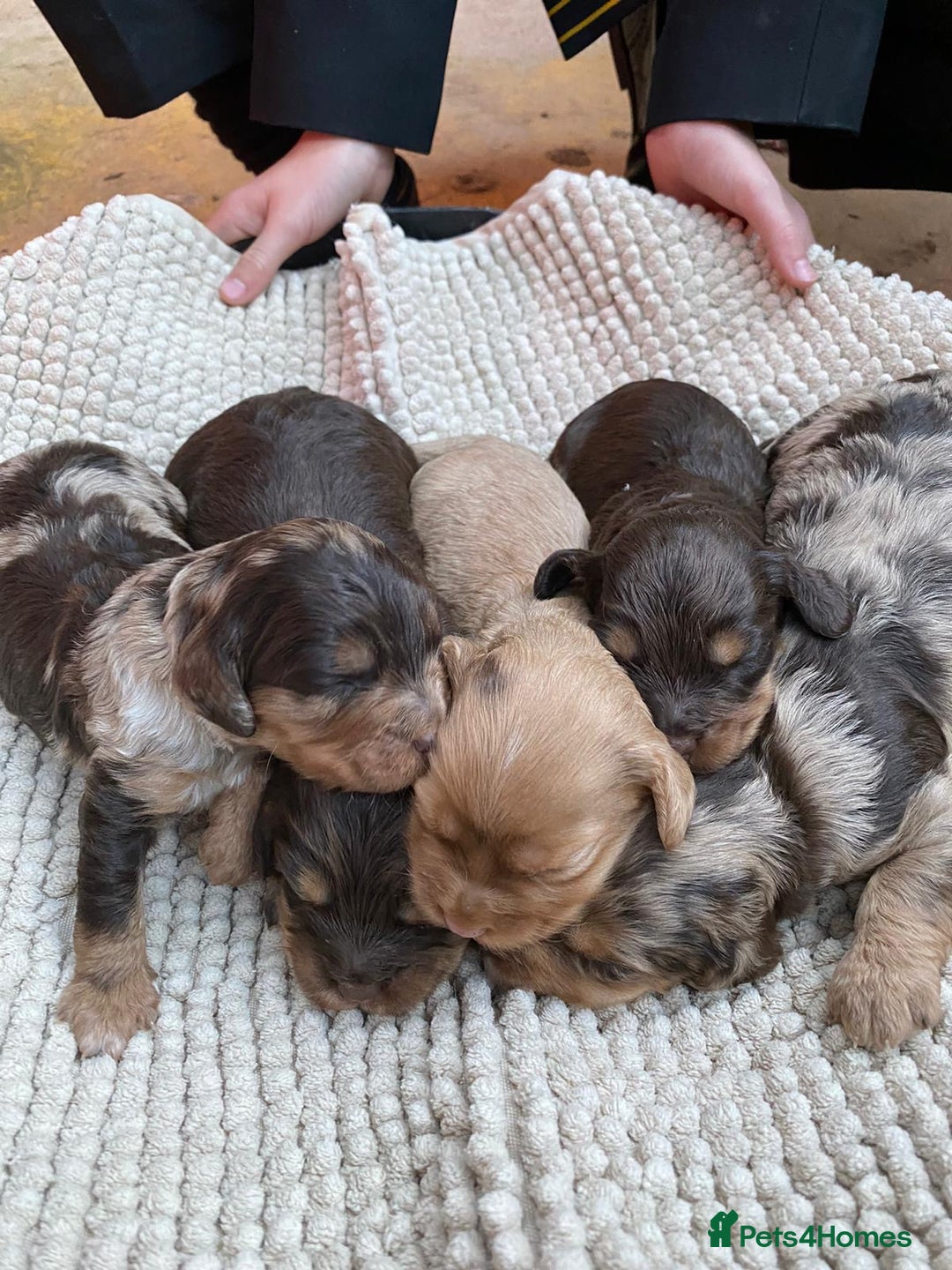 Cockapoo dogs for sale: Beautiful Merle F1 Cockerpoo Pups - Image 8