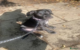 Cane Corso dogs for sale: Luna cane corso  - Image 3